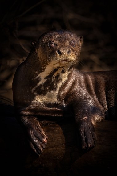 019 Noord Pantanal, reuzenotter.jpg